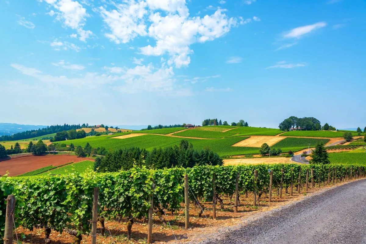 A sweeping view of rolling vineyards and hills under a broad blue sky, with a winding road leading through the scene. This vista captures the essence of Oregon wine country and evokes the sense of space, beauty, and local adventure alluded to in the section.